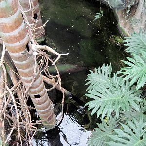 Lied Jungle-Arapaima