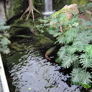 Lied Jungle-Arapaima