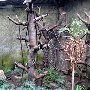 Lied Jungle-Red-backed Bearded Saki Monkey/Mostached Tamarin Exhibit
