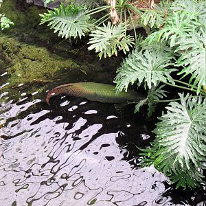 Lied Jungle-Arapaima