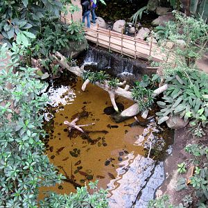 Lied Jungle-Freshwater Stingray Pool