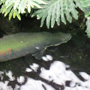 Lied Jungle-Arapaima