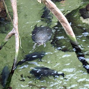 Lied Jungle-Turtle and Pacu