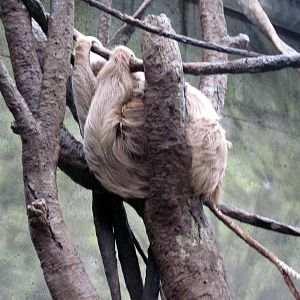 Lied Jungle-Two-toed Sloth