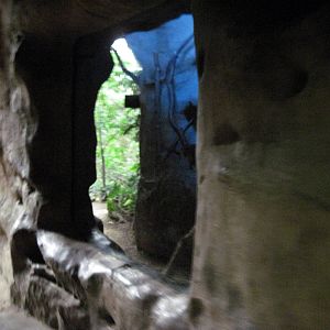 Lied Jungle-Night Monkey Exhibit