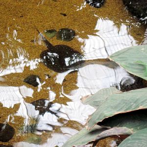Lied Jungle-Freshwater Stingray