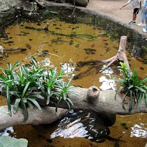 Lied Jungle-Freshwater Stingray Exhibit