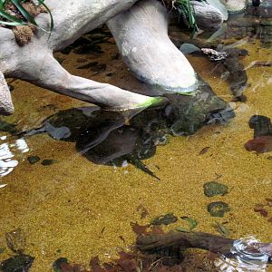 Lied Jungle-Freshwater Stingray