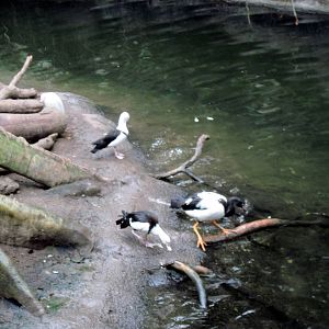 Lied Jungle-Radjah Shelducks and Magpie Goose