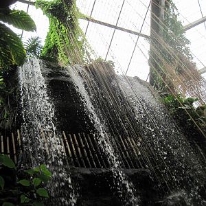 Lied Jungle-Waterfall