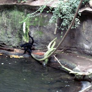 Lied Jungle-Spider Monkey