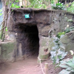 Lied Jungle-Cave