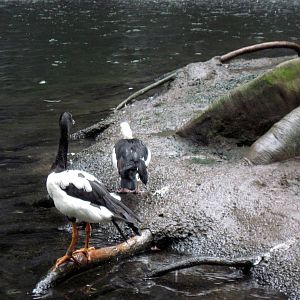 Lied Jungle-Magpie Goose and Radjah Shelduck