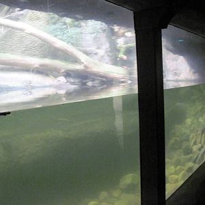Lied Jungle-Pygmy Hippopotamuses Underwater Viewing