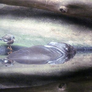 Lied Jungle-Sunbittern and Pygmy Hippopotamus