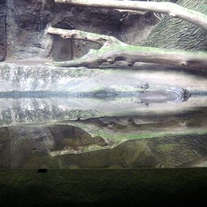 Lied Jungle-Sunbittern and Pygmy Hippopotamus