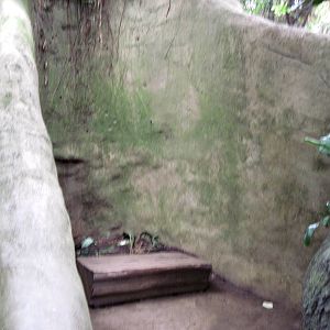 Lied Jungle-Bench