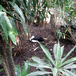 Lied Jungle-Radjah Shelduck
