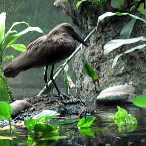 Lied Jungle-Hammerkop