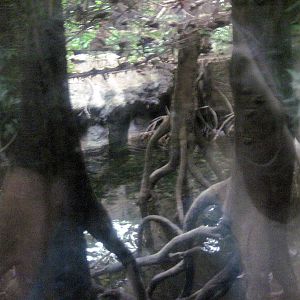 Lied Jungle-Philippine Corocodile Exhibit