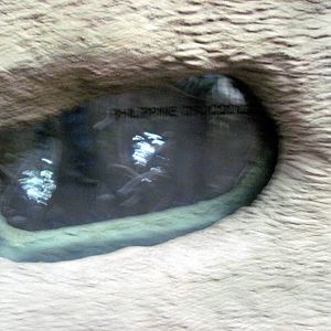 Lied Jungle-Philippine Corocodile Viewing Window