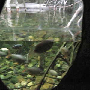 Lied Jungle-Philippine Corocodile Exhibit