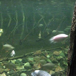 Lied Jungle-Philippine Corocodile Exhibit