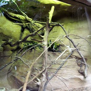 Lied Jungle-Prevost's Squirrel Exhibit