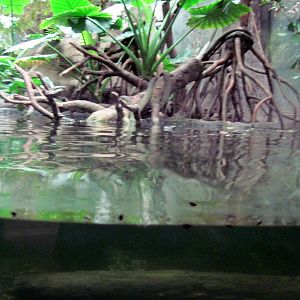 Lied Jungle-Asian Small-clawed Otter