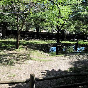 Hoofstock-Okapi Exhibit