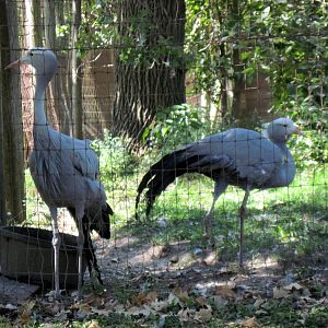 Hoofstock-Stanley Cranes