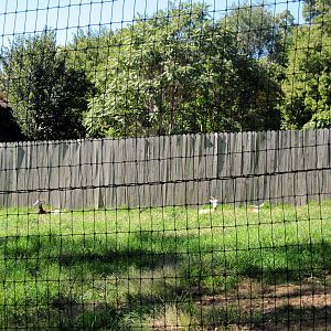 Hoofstock-Dama Gazelle Exhibit