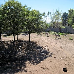 Hoofstock-Grevy's Zebras