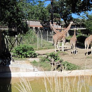 African Veldt-African Penguins and Reticulated Giraffes