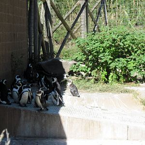 African Veldt-African Penguins