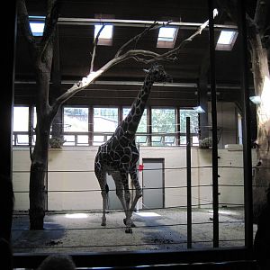 Giraffe Complex-Reticulated Giraffe