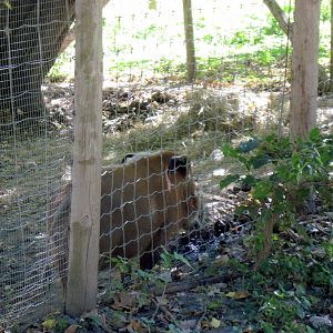 Hoofstock-Red River Hog