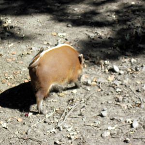 Hoofstock-Red River Hog