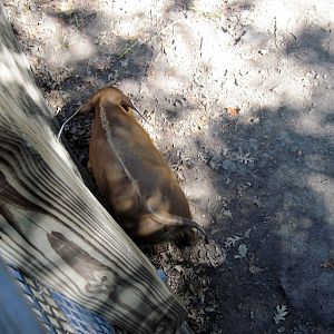 Hoofstock-Red River Hog