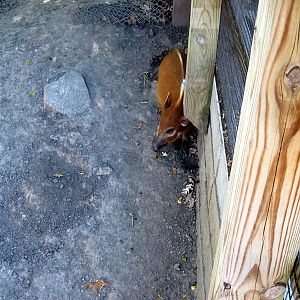 Hoofstock-Red River Hog