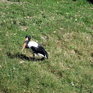 Hoofstock-Saddle-billed Stork