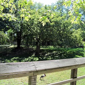 Hoofstock-Saddle-billed Stork/Bongo Exhibit