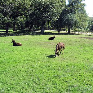 Hoofstock-Sable Antelope
