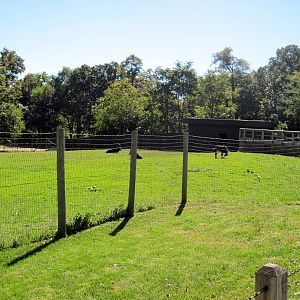 Hoofstock-Sable Antelope Exhibit