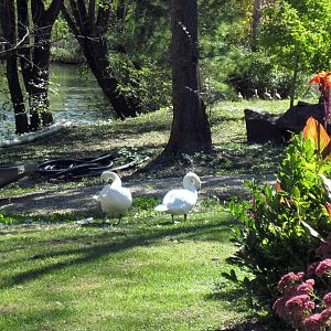 Lagoon-Mute Swans