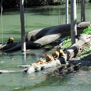 Lagoon-Black-handed Spider Monkey