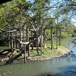 Lagoon-Black-handed Spider Monkey Exhibit
