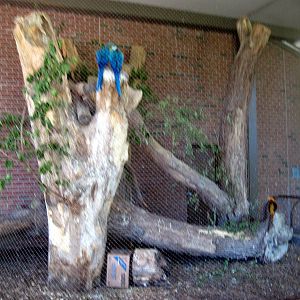 Garden of the Senses-Macaw/Golden Pheasant Exhibit