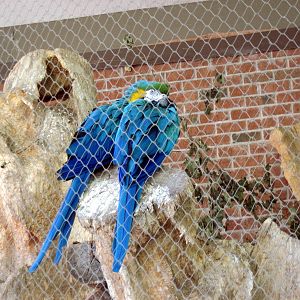 Garden of the Senses-Macaws