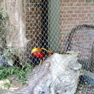 Garden of the Senses-Golden Pheasant